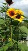 IMG_20170827_130432908.jpg