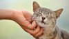 sendung-katzen-102__v-TeaserAufmacher.jpg