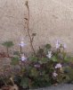 Mauerblümchen.JPG