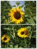 DSC00702-COLLAGE.jpg