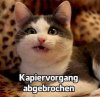 980c799001ef5f9735ede79c80a402c2--adorable-pictures-kitten.jpg