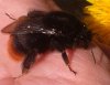 20190415Bumblebee.jpg