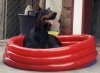 Pool.jpg Pool.jpg