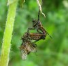empidae5.jpg empidae5.jpg