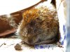 Katzenklappenmaus.jpg Katzenklappenmaus.jpg