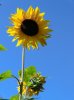 sonneCIMG7045.jpg sonneCIMG7045.jpg
