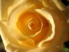 gelbe Rose.jpg