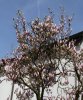 blüte.jpg