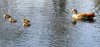 enten.jpg