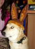 Osterhund_copy_411x567.jpg