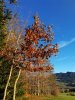 IMG_20201031_160358.jpg