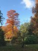 Baum_Herbstlaub1.jpg