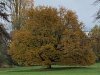 Baum im Herbstkleid.jpg