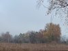 MIttagsspaziergang im Nebel.jpg