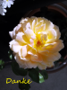 Teerose - Danke.png