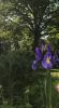 IMG_0411.PNG