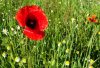 mohn.jpg mohn.jpg