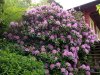 Rhodo.jpg