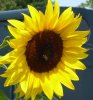 sonnenblume.jpg