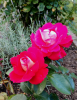 IMG_20210825_164546.png