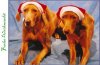 Hundeweihnacht.jpg Hundeweihnacht.jpg