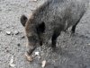 wildschweinmini.jpg