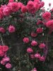 IMG_4355.jpeg IMG_4355.jpeg