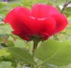 web. rose, stehend.jpg