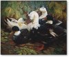 enten.jpg