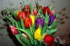 tulpen1.jpg
