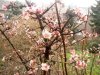 web. garten im januar 007.jpg