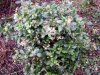 web. garten im januar 018.jpg