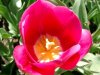 tulpe.jpg