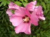 hibiscus 017.jpg