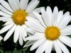 daisys.jpg