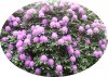 rhododendron, oval.jpg