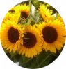 web. sonnenblumen vom kirchplatz, runder ausschnitt.jpg