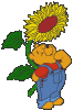 sonnenblume.gif