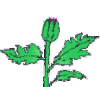 fuenblumea.gif