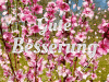 gute-besserung-rosa-blueten-0015.gif