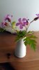 Geranium Robertianum mini.jpg