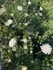 IMG_3765.jpeg