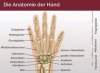 Anatomie Hand.JPG Anatomie Hand.JPG
