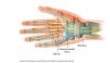 Sehnen Hand.JPG Sehnen Hand.JPG
