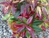 TraubenmyrtheLeucothoeRainbow.jpg TraubenmyrtheLeucothoeRainbow.jpg