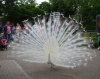 DSC04297.JPG