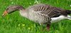 Gans.jpg