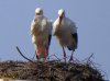 storch.jpg