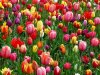 tulips-52125__340.jpg