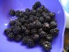 brombeeren.jpg